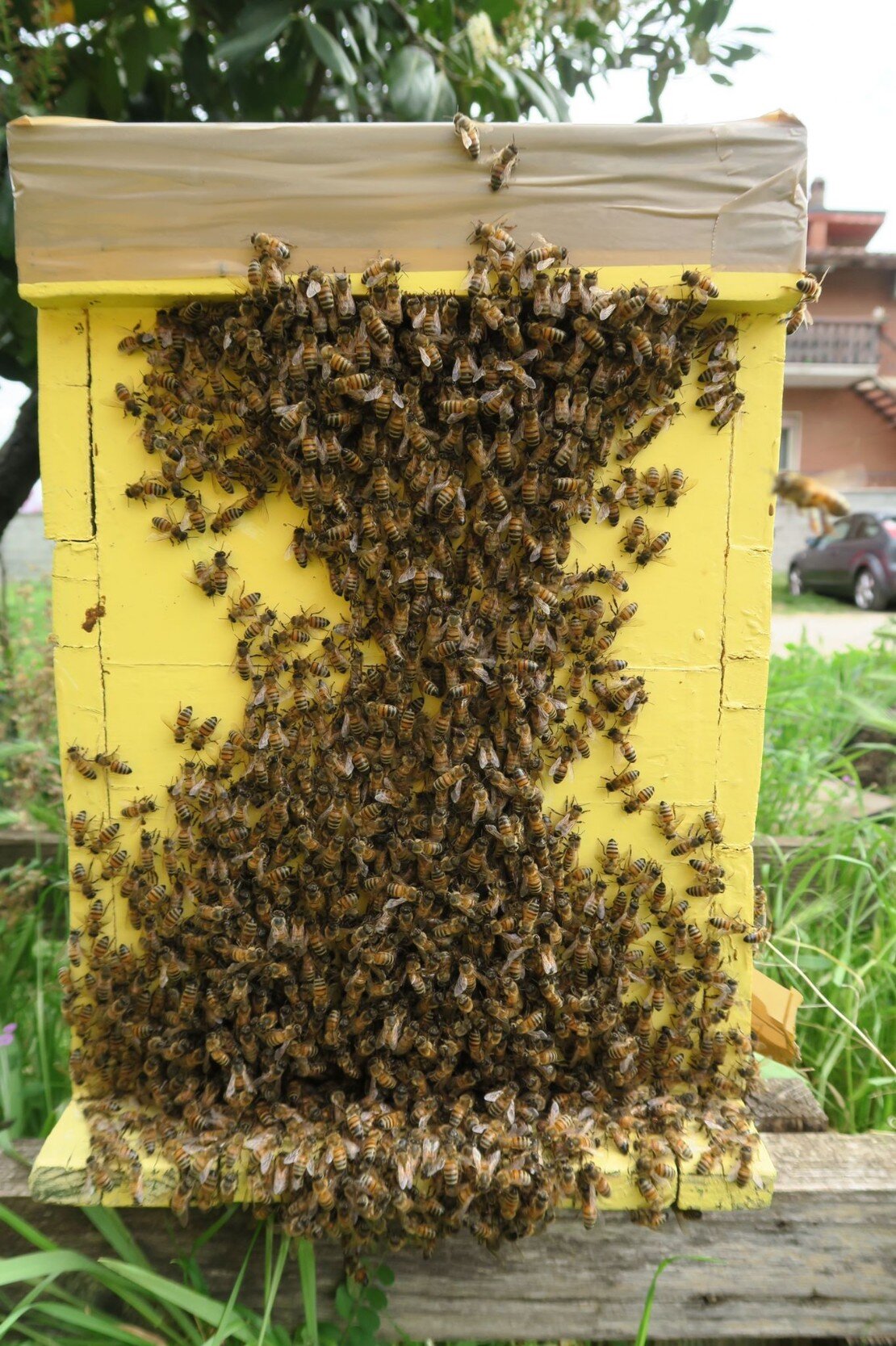 recupero sciami apicoltori