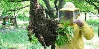 rwecupero sciami apicoltori